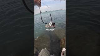 Para Pemancing Wajib Memiliki Alat Jenius Ini🤯😱 shortsvideo viralvideo trending fishing [upl. by Waverley29]