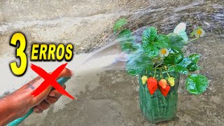 3 ERROS ao Plantar MORANGOS Super Dicas [upl. by Ahsieyt]