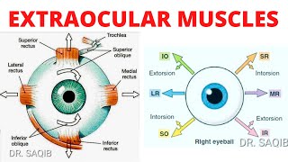 Extraocular Muscles  Eye Movements  Clinical Testing of Eye Muscles [upl. by Sivehc]