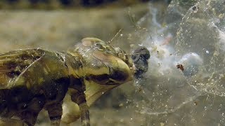 Dragonfly nymph eats frog spawn Libellenlarve frißt Froschlaich [upl. by Bernard789]