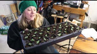 Potting Up Lisianthus  Answering Your Lisianthus Questions  Flower Hill Farm [upl. by Housen698]