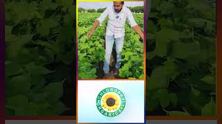 Best Store for Pesticides Fertlizers amp Seeds  Kiran Reddy Agri Traders in Ellanthakunta Karimnagar [upl. by Ednihek]