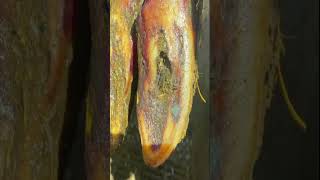 Cows hoof quotKeratin fingersquot rare case asmr hoof [upl. by Pesek]