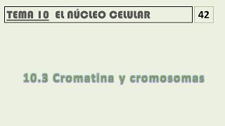 103 CROMATINA Y CROMOSOMAS [upl. by Ryle]