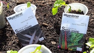 Planting Swiss Chard from Start and Seed Quick Tip The Wisconsin Vegetable Gardener [upl. by Tartan]