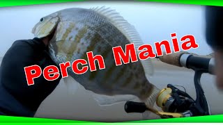 Surf Fishing for Perch in Central Coast  Barred Surfperch Mania [upl. by Lirpa888]