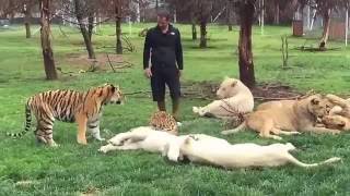 Mira el increíble momento en que un tigre salva a su cuidador del ataque de un leopardo [upl. by Alleunamme]