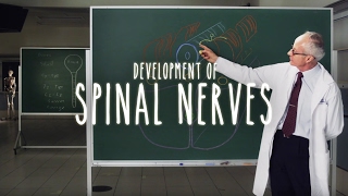 Neuroanatomy S1 E2B Development of Spinal Nerves neuroanatomy spinalcord spine medicine [upl. by Yssep]