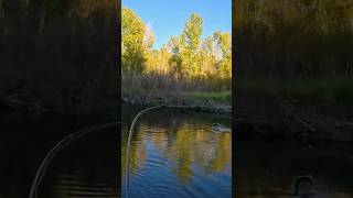 Fall Fly Fishing for Beautiful Wild Trout Rainbow Trout troutfishing flyfishing [upl. by Babb99]