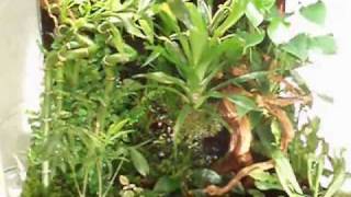 Exo Terra Terrarium Rainforest 60  45  60 part 2 [upl. by Hsetih]