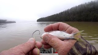 Catfishing Tips and Techniques  Shad Rig  Setup [upl. by Neetsuj]