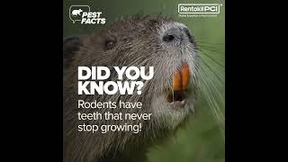 Did you know this CRAZY fact about Rodents [upl. by Celine286]