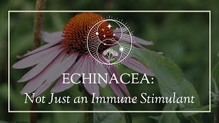 Echinacea Not Just an Immune Stimulant [upl. by Esiole]