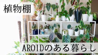 【観葉植物のある暮らし】植物棚の増設＆育成用に普通のLEDライトを追加【アロイド】 [upl. by Wellesley810]