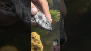 Manvi vlogs aquarium fish fishing fishtank goldfish plecofish pets catfish funny funteddy [upl. by Vanny]