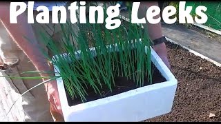 Allotment Diary  How to Plant  Grow Leeks [upl. by Nnywg]