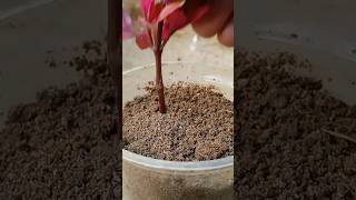 How To Propagate Alternanthera BrasilianaL  Plant In soil [upl. by Cherey]