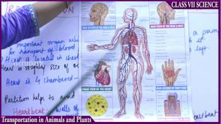 classVII Science Transportation in Plant and Animals part 2 [upl. by Treb]