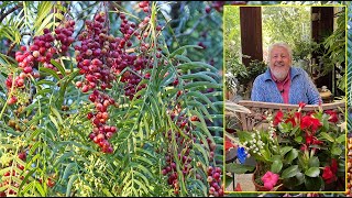 FAUX POIVRIER L’ARBRE PLEUREUR AROMATIQUE QUI PRODUIT DES BAIES ROSES Le Quotidien du Jardin N°381 [upl. by Walsh152]