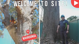 Welcome To Site  Wahroonga  Shanes Trees [upl. by Anasxor648]