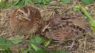 Bobwhite Quail 🌿🐤 [upl. by Anaujnas192]