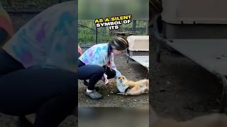 Brave Girl Saves Dying Fox After Brutal Accident🥹😭Heartwarming Rescue Story [upl. by Terina308]