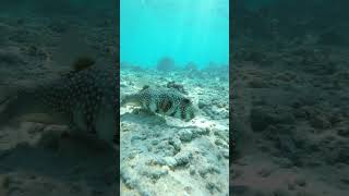 The whitespotted puffer fish Arothron hispidus Another poisonous fish of Red Sea [upl. by Tyne311]