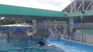 Tilikum in the larger E pool  Aug 17 2015  SeaWorld Orlando [upl. by Anotal]