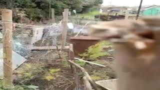 From the Allotment  Dealing With Muntjac Deer [upl. by Yraek]