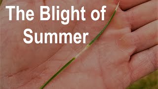 How to Cure Leaf Blight in Grass  Learn What Causes Leaf Blight and Prevent it from Returning [upl. by Peter]