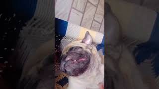 dog funnyanimal doglover pugged 😊😊😊🐶 [upl. by Talbot]