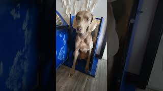 A detailed looked inside the bailey chair specialneedsdog megaesophagus puppy [upl. by Leirol833]