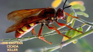 THE EASTERN CICADA KILLER [upl. by Terrie839]