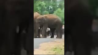 28hati gurup🐘youtubeshorts ytshorts trending attack village wildlifeviralvideoshorts reels [upl. by Walt853]