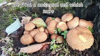 Pholiota Squarrosa Fungi fungi mushroom pholiotasquarrosa autumn nature england walking dog [upl. by Corron]