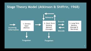 Memory–Atkinson amp Shiffrins Stage Theory Model 252 [upl. by Eibor]