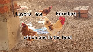 Layers vs Kloilers vs Broilers which one is more profitable [upl. by Nabois]