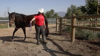 Whittier Equestrian Center Opens [upl. by Rehpinnej171]