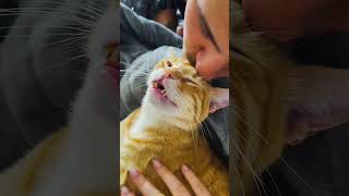 shortvideo cat mycatchannel funny catchannel yourcat pets petschannel yourpet funnycats [upl. by Ana]