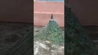 Peacock Dance In Balcony 🦃🎉Thasli Creation [upl. by Llenrac]