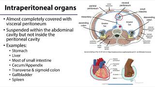 Abdominal Wall Peritoneum and Intestines LO7  IntraRetroSub Peritoneal [upl. by Sidonie930]