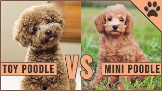 Toy Poodle vs Miniature Poodle [upl. by Zebaj]