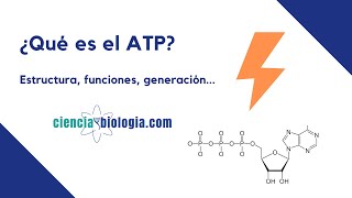 ¿Qué es el ATP 🔋⚡️¿Qué FUNCIONES tiene ¿Cómo se forma el ATP [upl. by Artenahs]