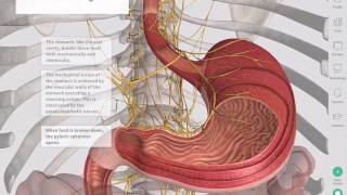 The GastroIntestinal Tract  Complete Anatomy [upl. by Leidag916]