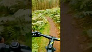 MTB epic trails Autumn MTB ride in Yearsley Woods mtb mountainbike mtbfun mtbtrail ride [upl. by Nolitta]