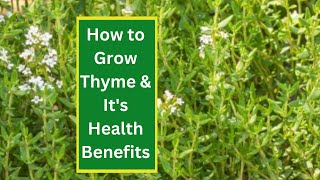 How to Grow Thyme amp Its Health Benefits [upl. by Ariella]