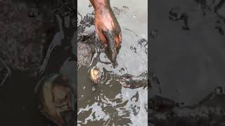 Catching Crab Near Mangrove forest After Water Low Tide  BONG VATH  fishinglife seafood [upl. by Merri]