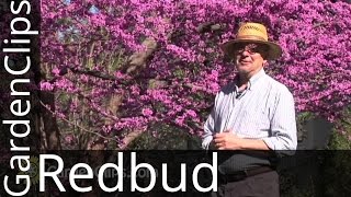 Redbud  Eastern Redbud  Cercis canadensis  How to grow Redbud  redbud [upl. by Knah227]