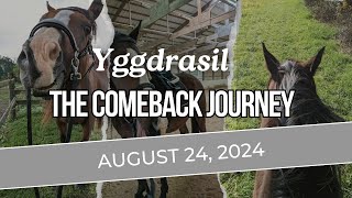 EPM Recovery Progress Yggdrasil the horse rehab training Aug 24 2024 [upl. by Ruprecht936]