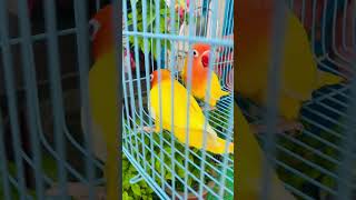 cbi có lứa non Lovebird r😂😂😂 parrot chimcanh birds thiênnhiên pets funny cute vet [upl. by Ddene]